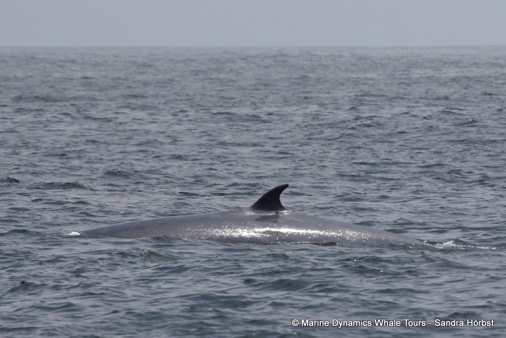 bryde's whale, whale watching, gansbaai, south africa,