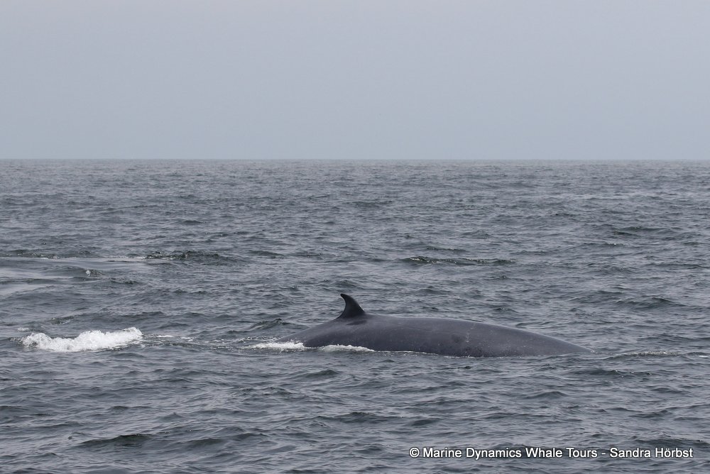 bryde's whale, whale watching, gansbaai, south africa,