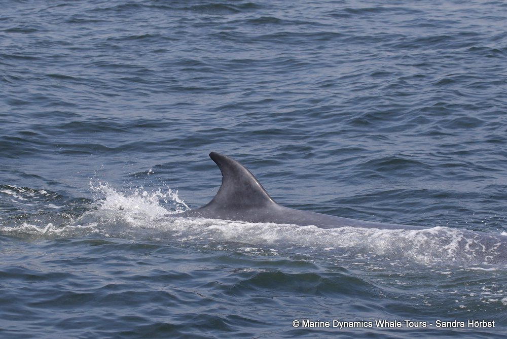 bryde's whale, whale watching, gansbaai, south africa,