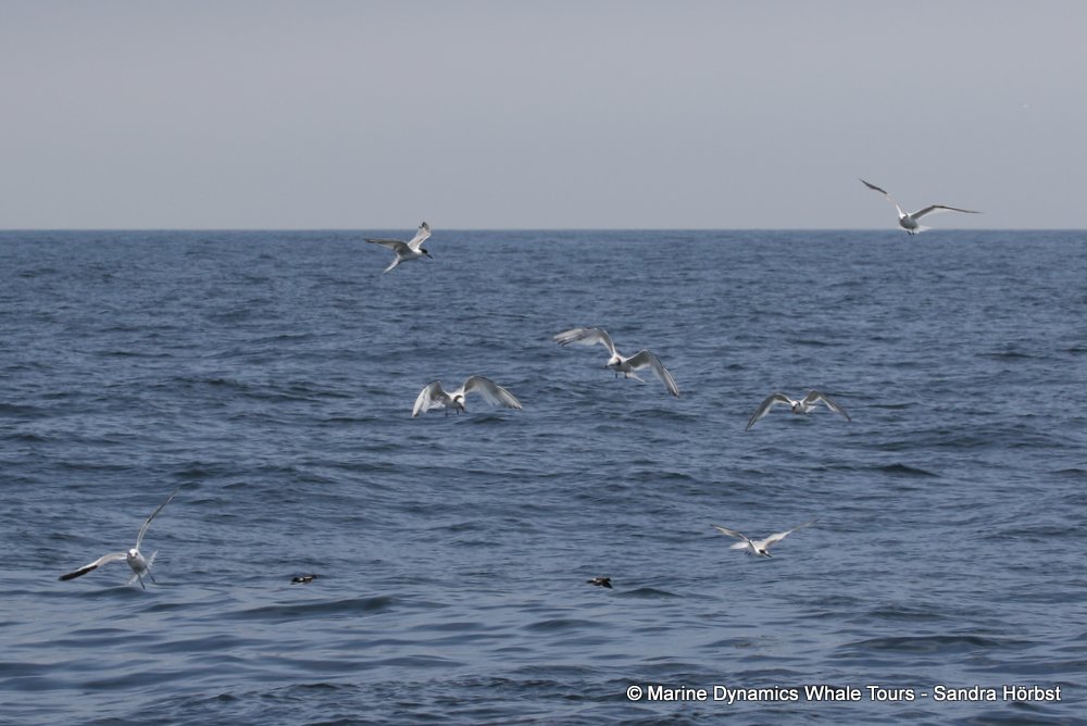 gull, whale watching, gansbaai, south africa,