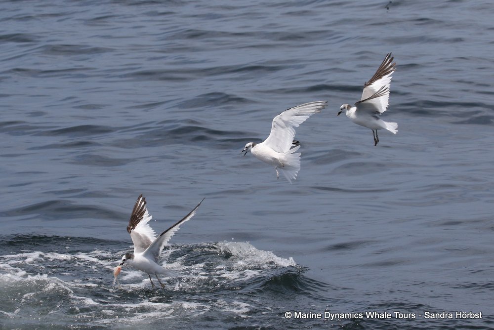 gull, whale watching, gansbaai, south africa,