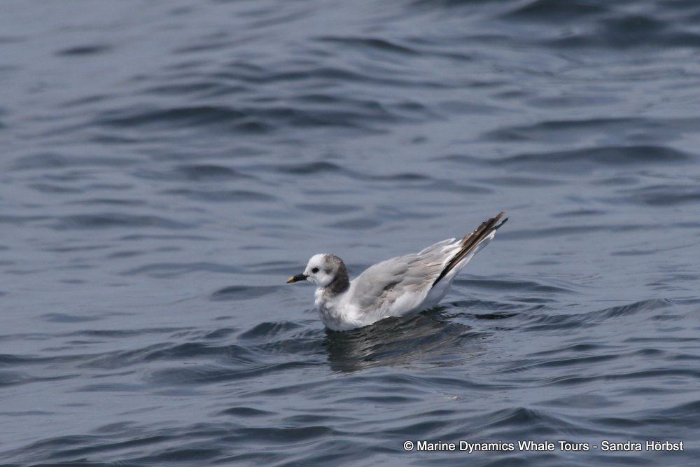 gull, whale watching, gansbaai, south africa,
