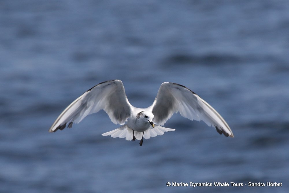 Marine Big 5 Daily Blog 30 December