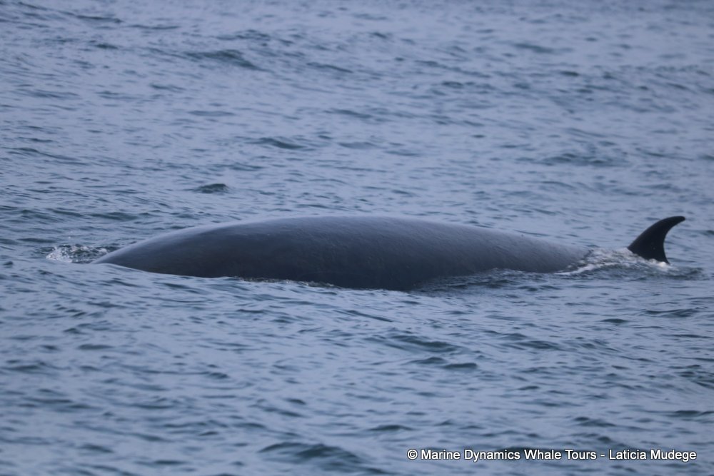 bryde's whale, whale watching, gansbaai, south africa,