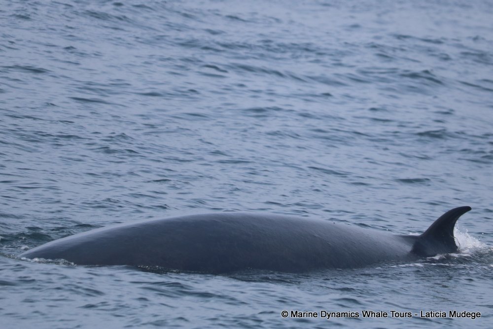 bryde's whale, whale watching, gansbaai, south africa,