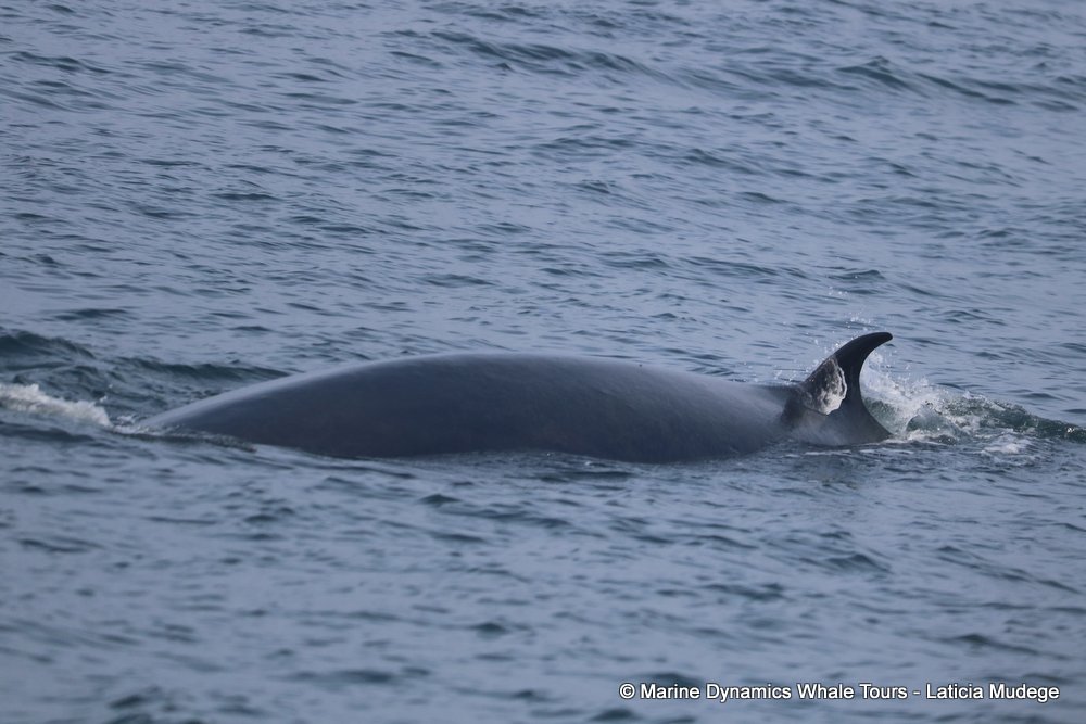 bryde's whale, whale watching, gansbaai, south africa,