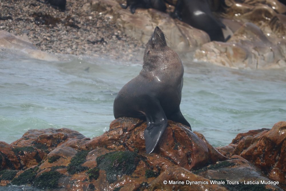 cape fur seal, whale watching, gansbaai, south africa