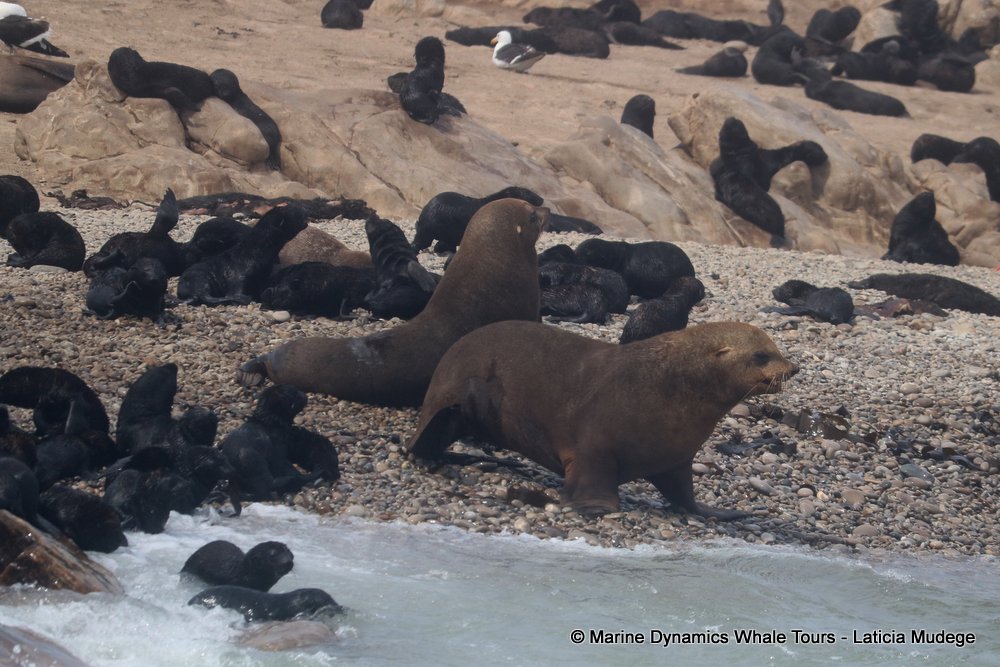 cape fur seal, whale watching, gansbaai, south africa