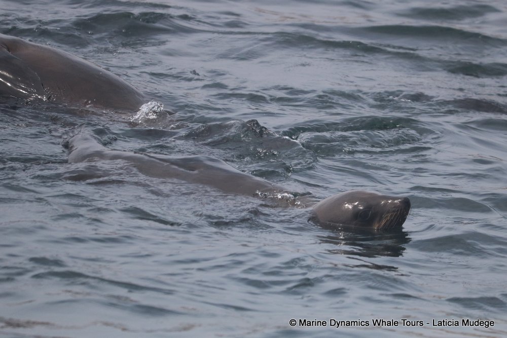 cape fur seal, whale watching, gansbaai, south africa