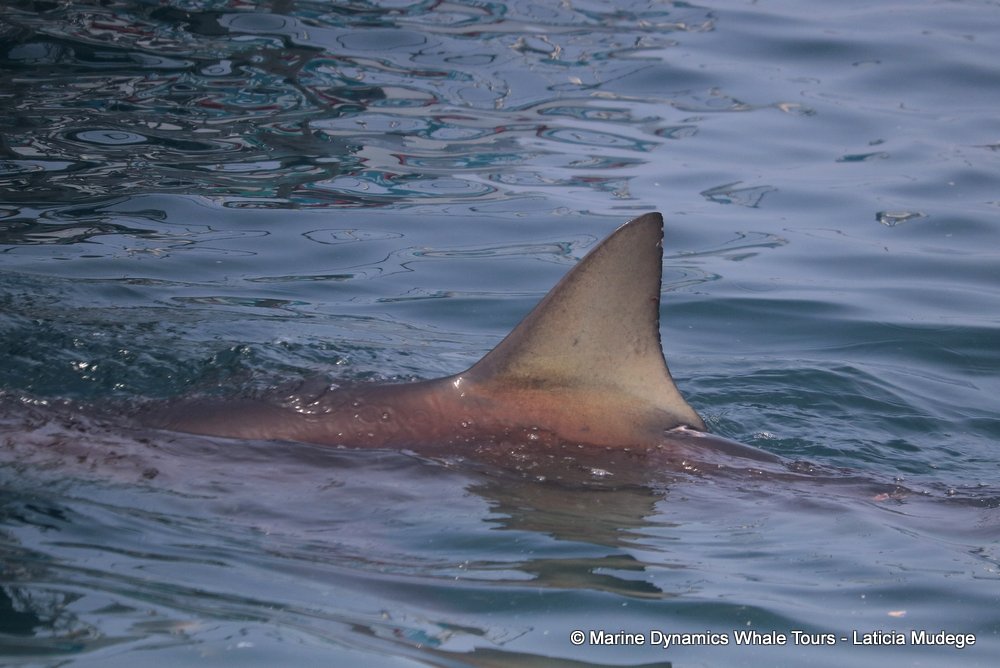 bronze whaler shark, whale watching, gansbaai, south africa,