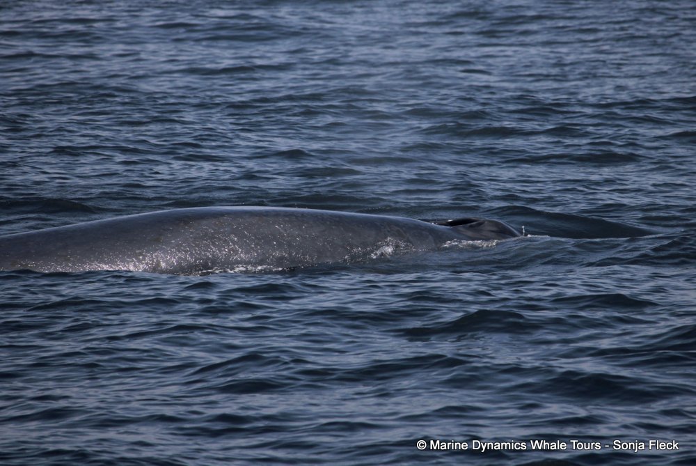 bryde's whale, whale watching, gansbaai, south africa,