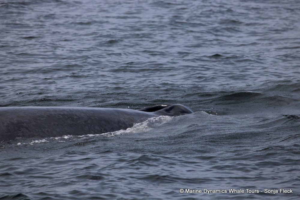 bryde's whale, whale watching, gansbaai, south africa,