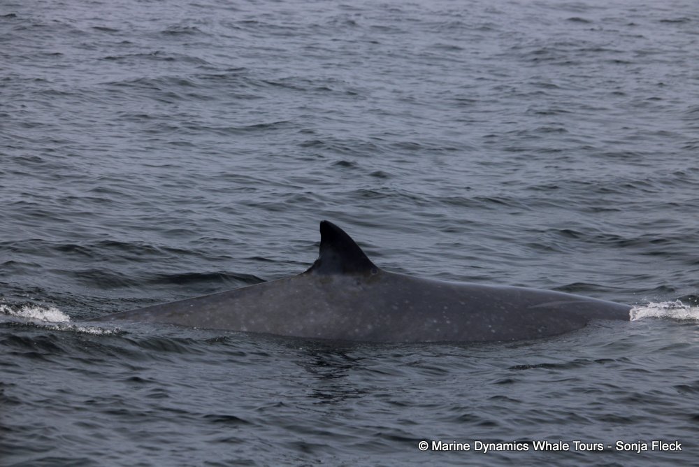 bryde's whale, whale watching, gansbaai, south africa,