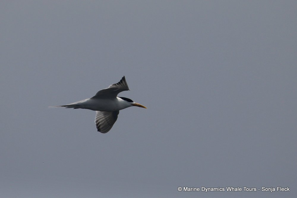 tern, whale watching, gansbaai, south africa,