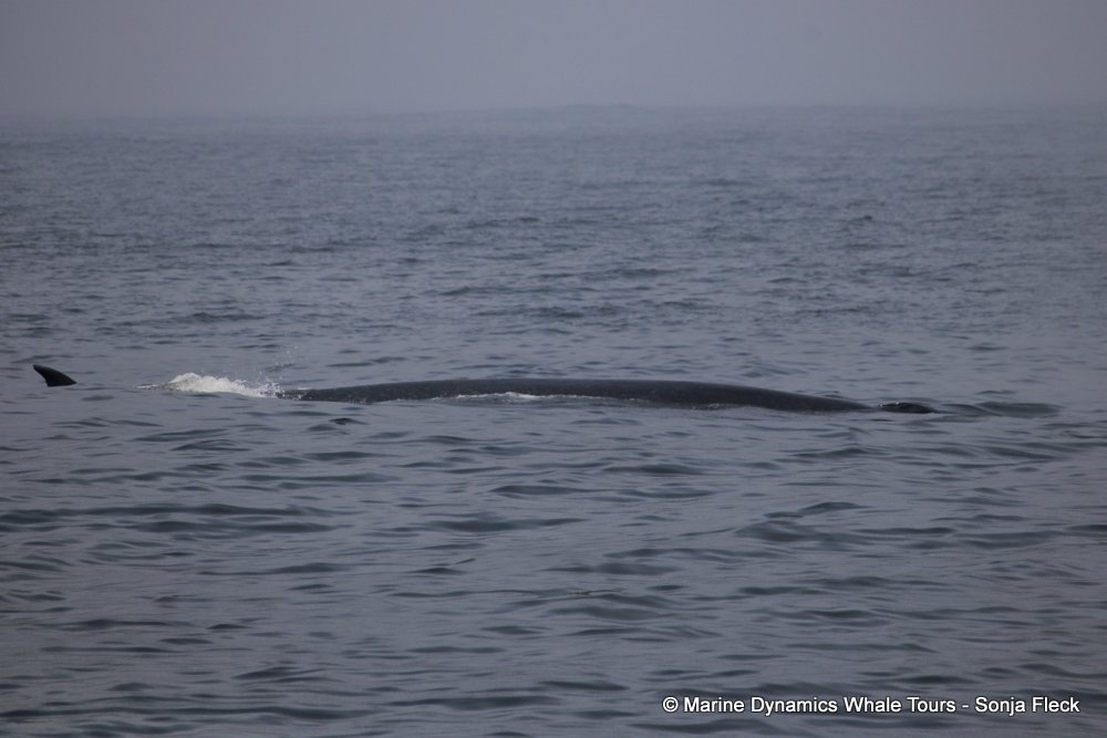 bryde's whale, whale watching, gansbaai, south africa,