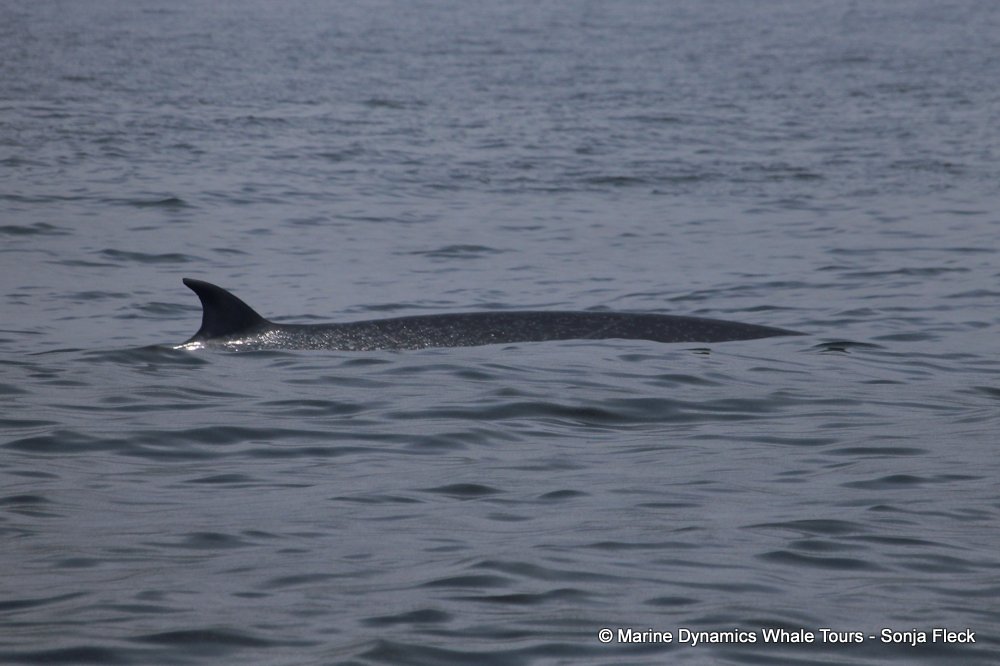 bryde's whale, whale watching, gansbaai, south africa,