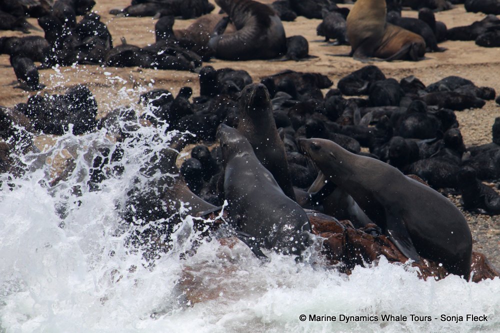 cape fur seal, whale watching, gansbaai, south africa