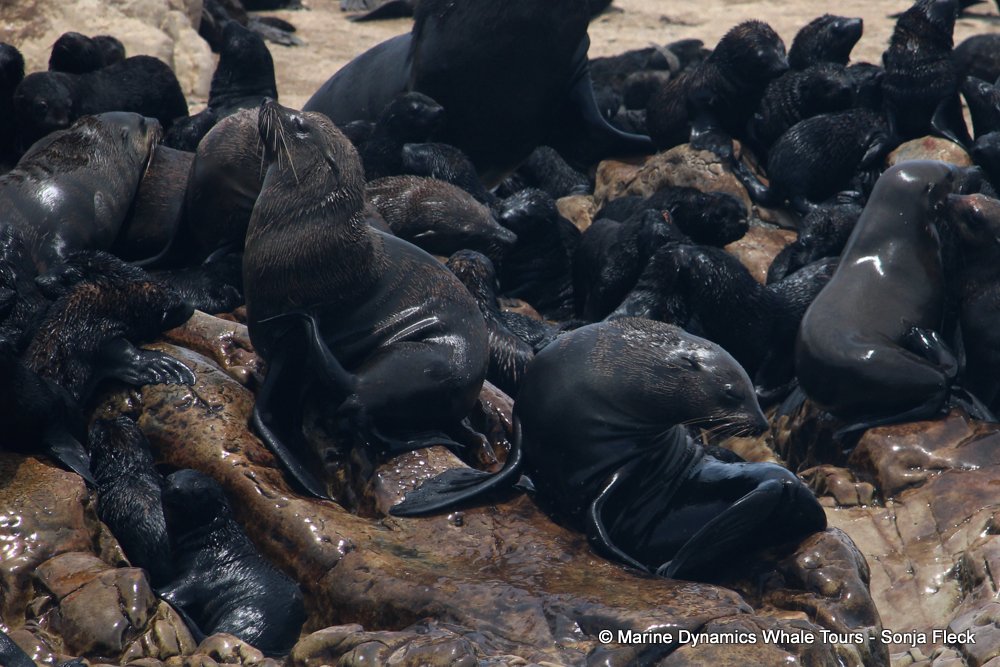 cape fur seal, whale watching, gansbaai, south africa
