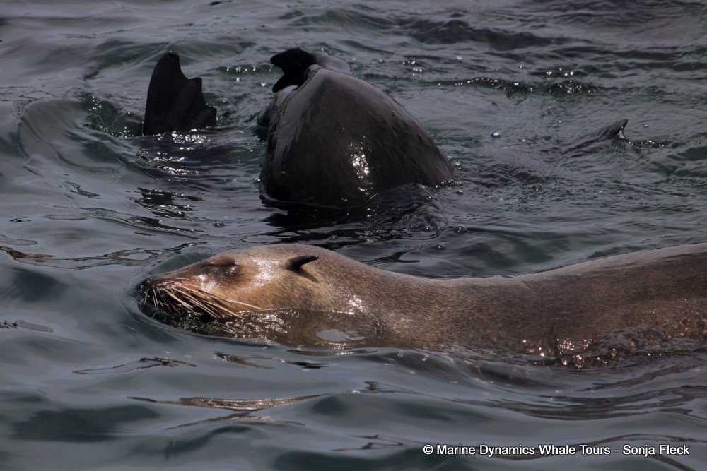 Marine Big 5 Daily Blog 31 December