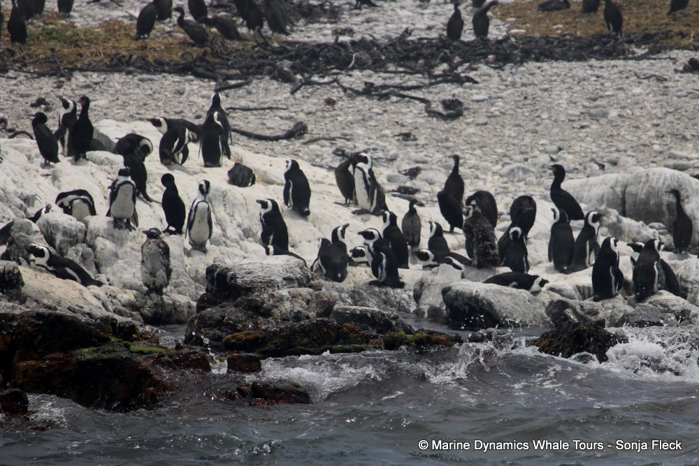 african penguin, whale watching, gansbaai, south africa