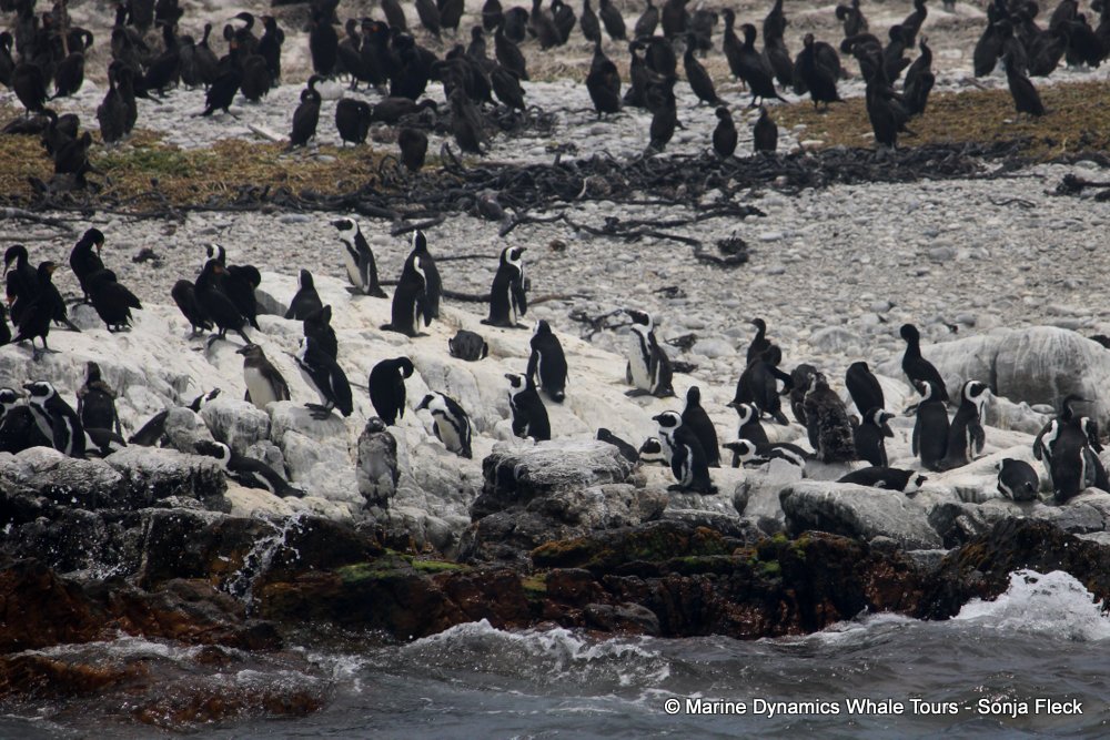 african penguin, whale watching, gansbaai, south africa
