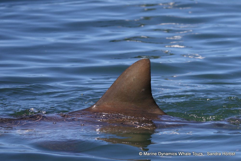 shark dorsal fin, whale watching, gansbaai, south africa,