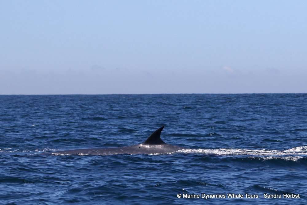 bryde's whale, whale watching, gansbaai, south africa,