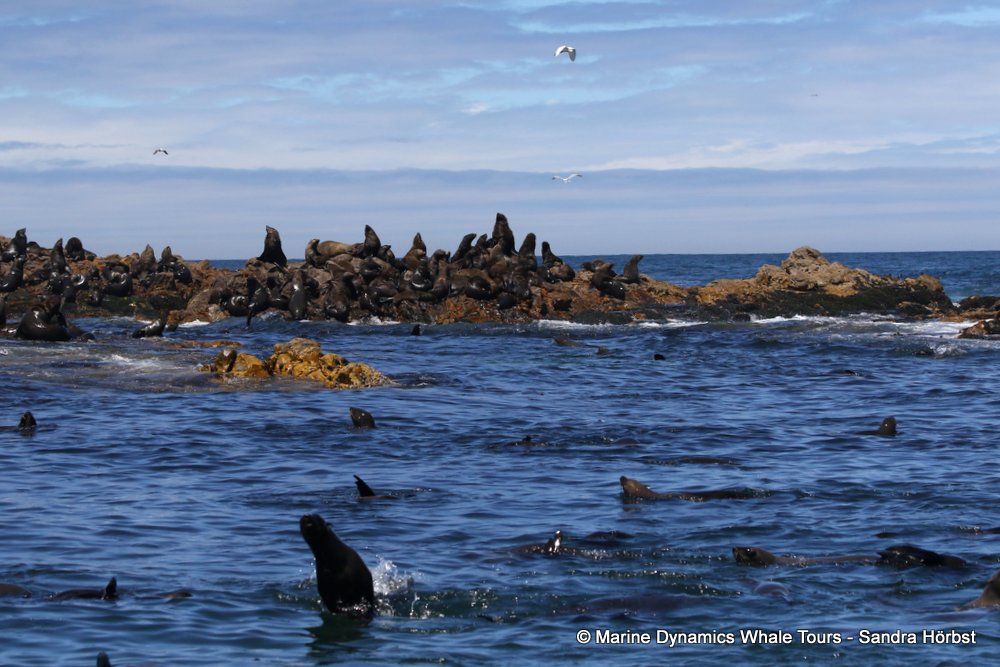 cape fur seal, whale watching, gansbaai, south africa