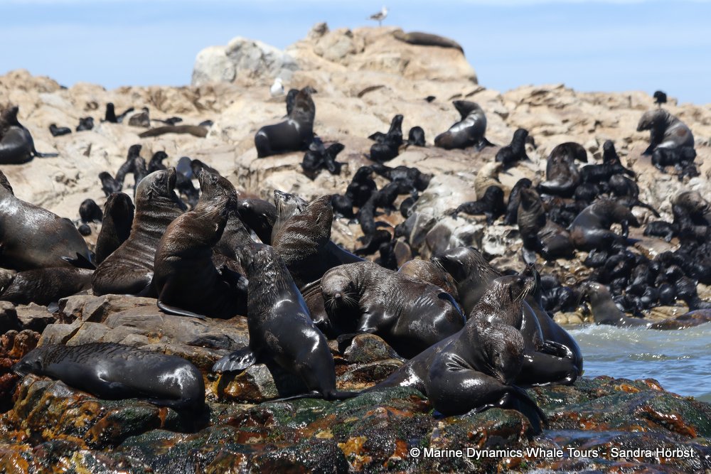 cape fur seal, whale watching, gansbaai, south africa