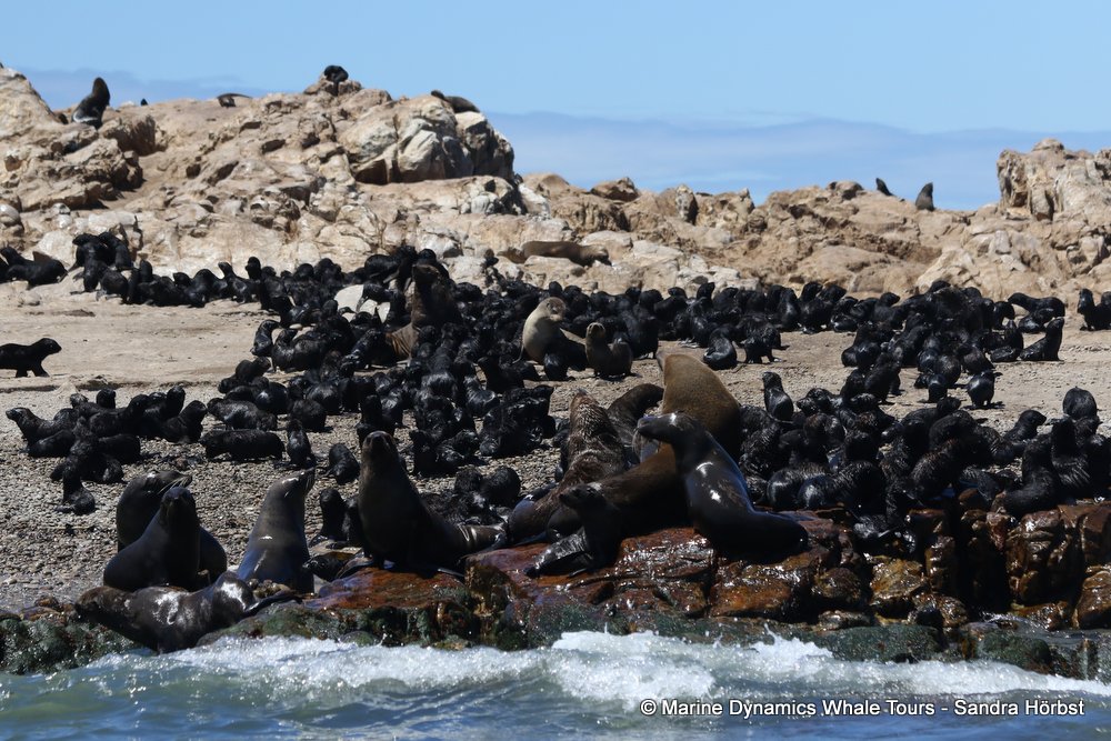 capae fur seal colony, whale watching, gansbaai, south africa,