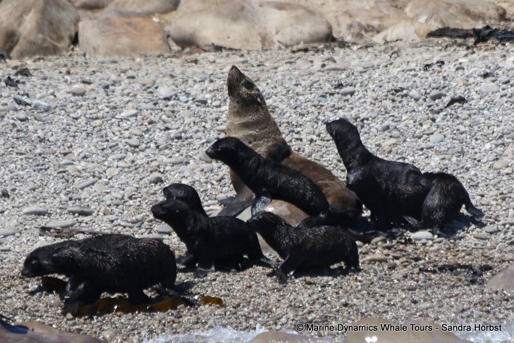 cape fur seal, whale watching, gansbaai, south africa