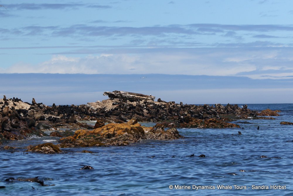 cape fur seal, whale watching, gansbaai, south africa