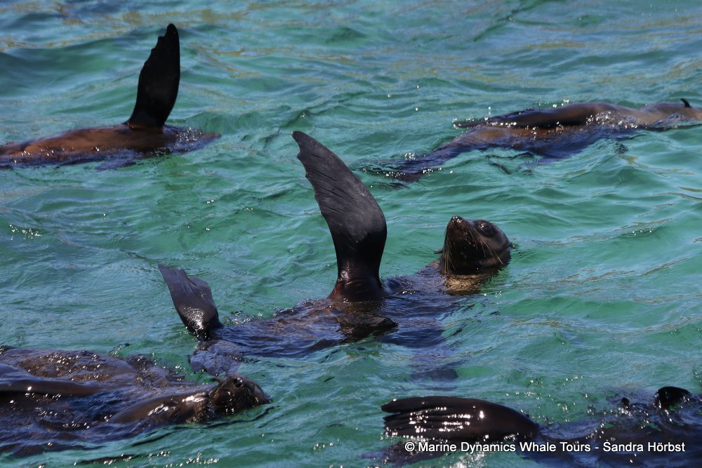 cape fur seal, whale watching, gansbaai, south africa