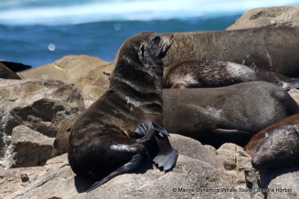 cape fur seal, whale watching, gansbaai, south africa