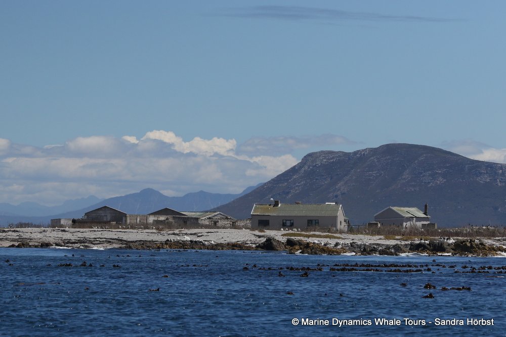 dyer island, whale watching, gansbaai, south africa,