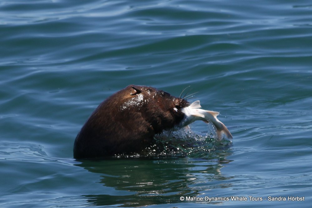 cape fur seal, whale watching, gansbaai, south africa