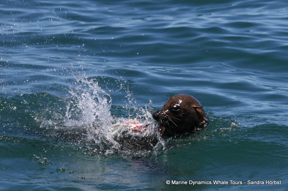 cape fur seal, whale watching, gansbaai, south africa