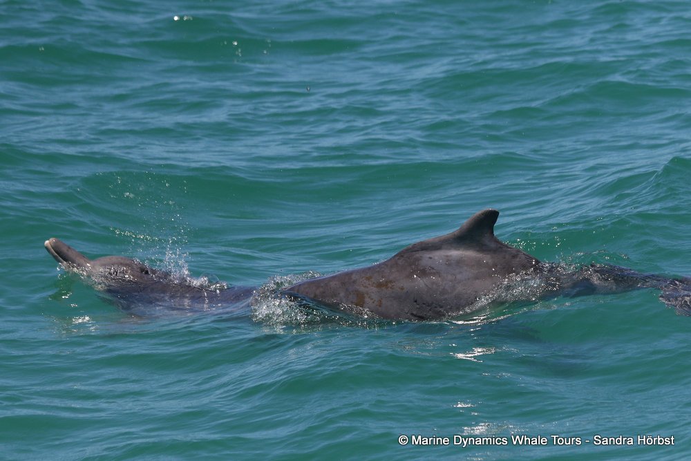 dolphin, whale watching, gansbaai, south africa,