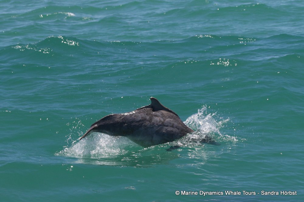 dolphin, whale watching, gansbaai, south africa,