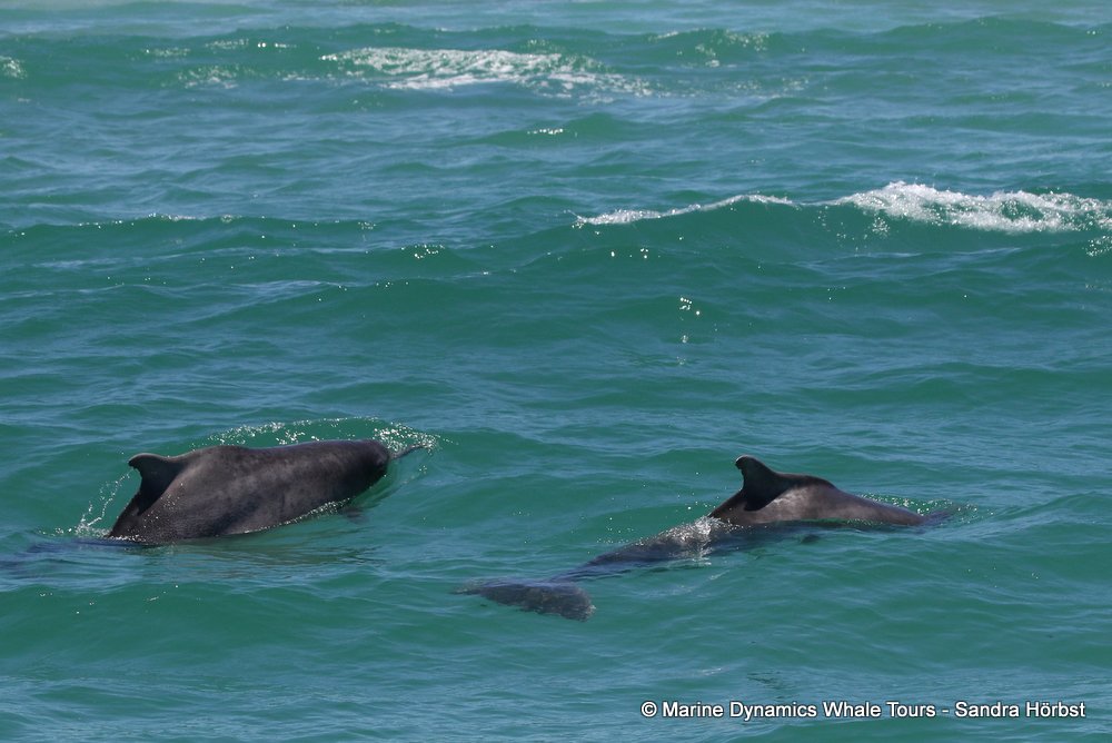 dolphin, whale watching, gansbaai, south africa,