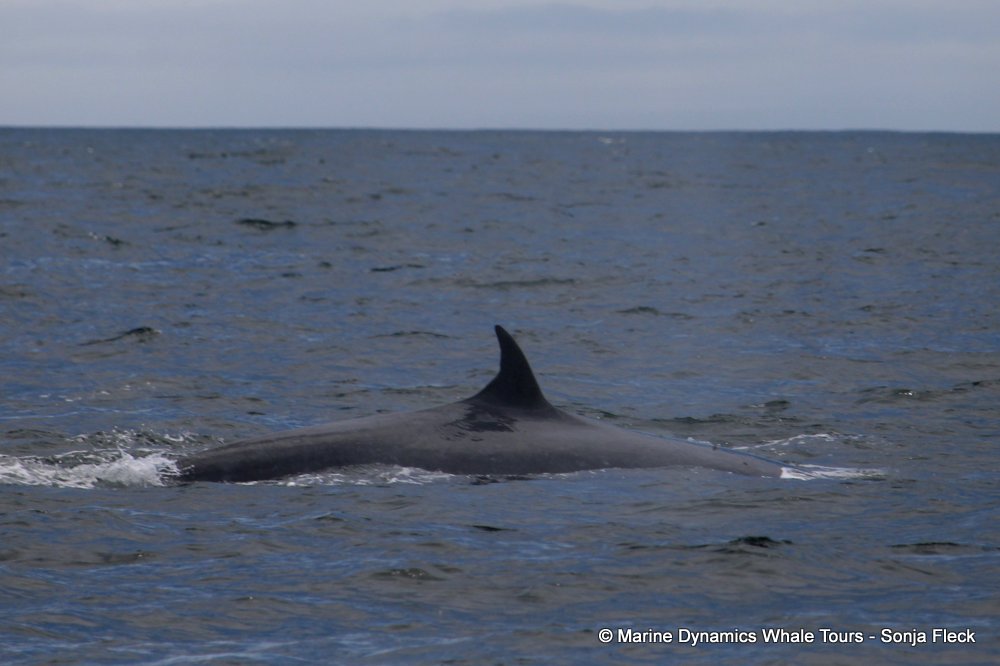 bryde's whale, whale watching, gansbaai, south africa,