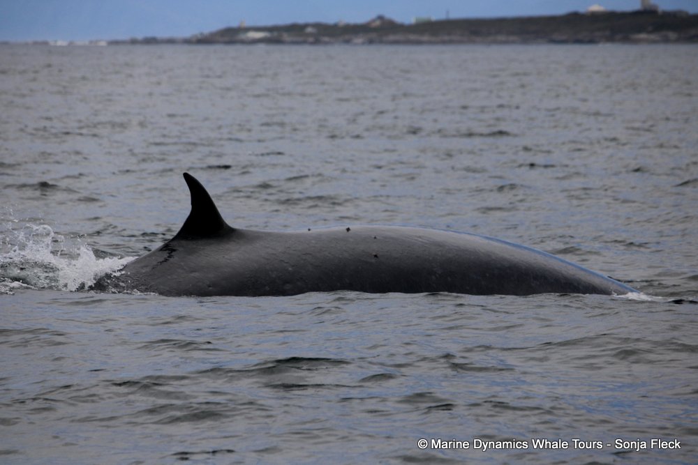 bryde's whale, whale watching, gansbaai, south africa,