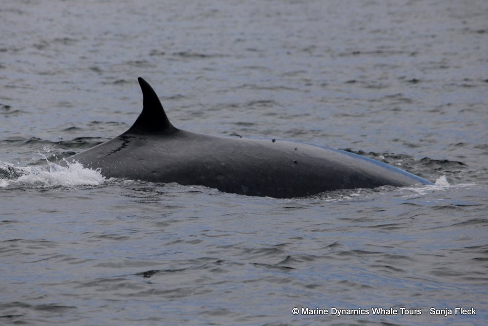bryde's whale, whale watching, gansbaai, south africa,