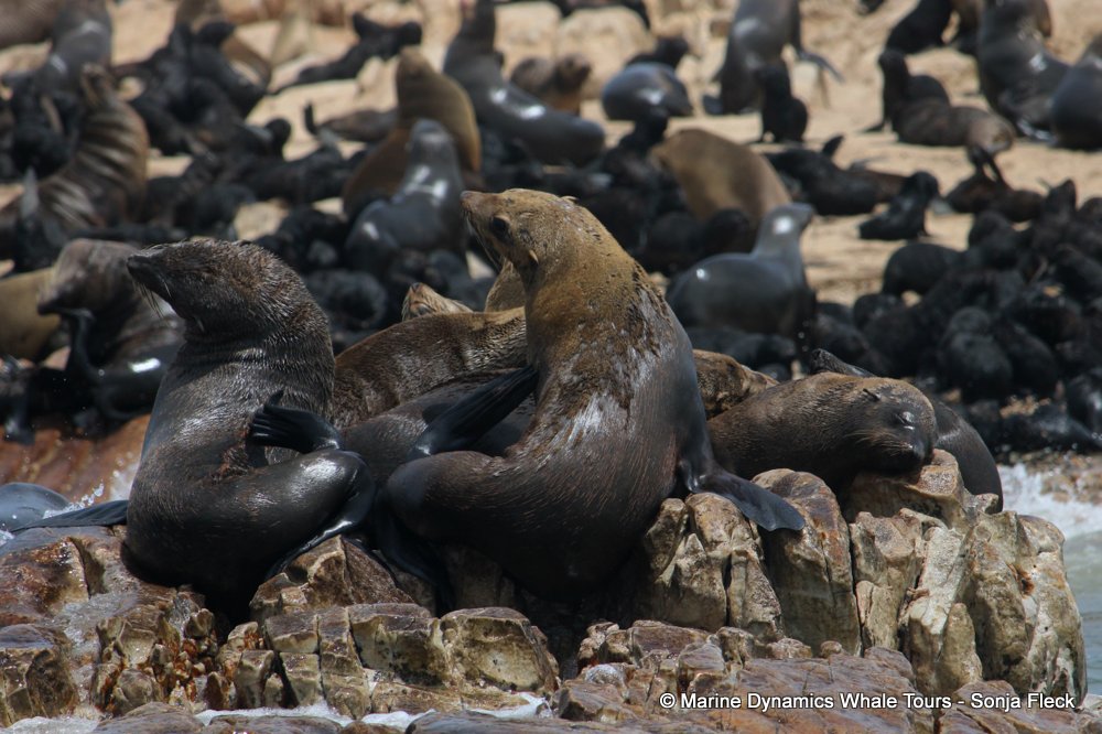 cape fur seal, whale watching, gansbaai, south africa