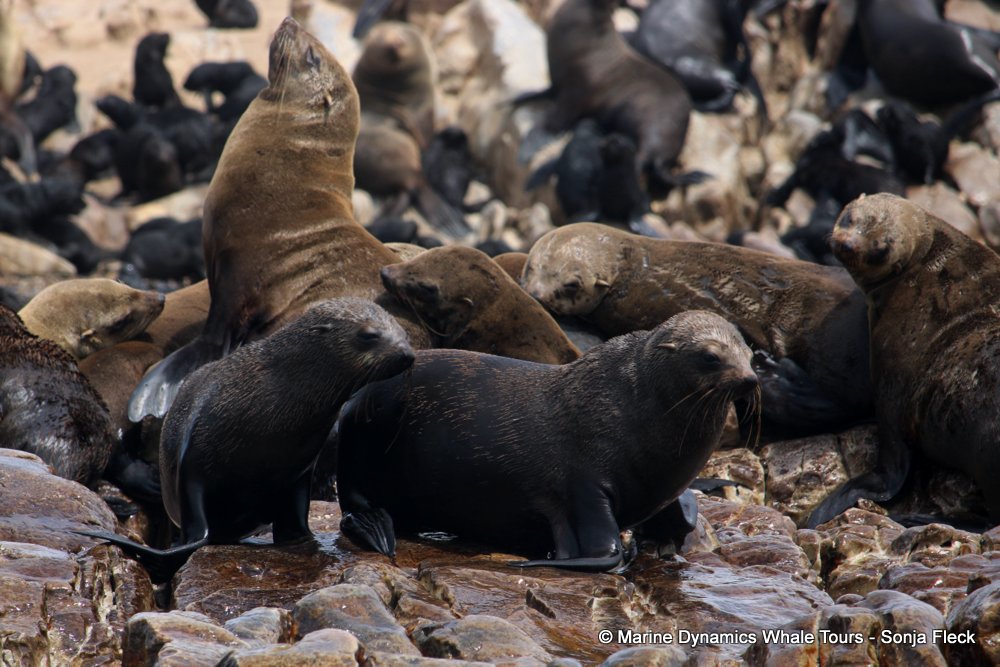 cape fur seal, whale watching, gansbaai, south africa