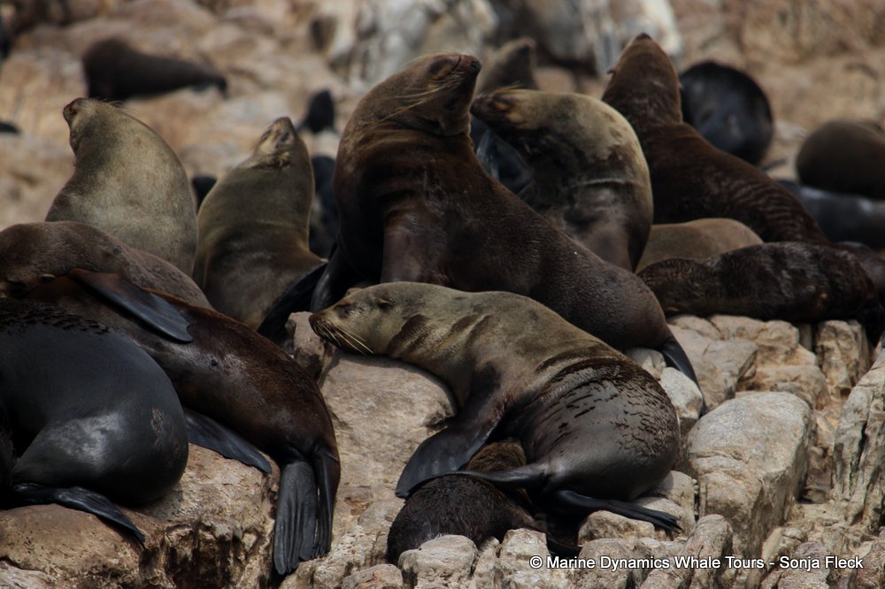 cape fur seal, whale watching, gansbaai, south africa