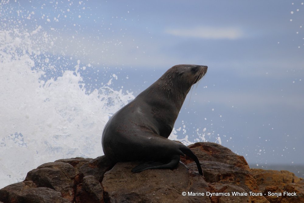 cape fur seal, whale watching, gansbaai, south africa