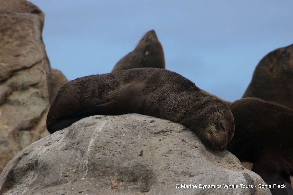 cape fur seal, whale watching, gansbaai, south africa