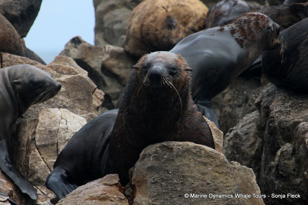 cape fur seal, whale watching, gansbaai, south africa