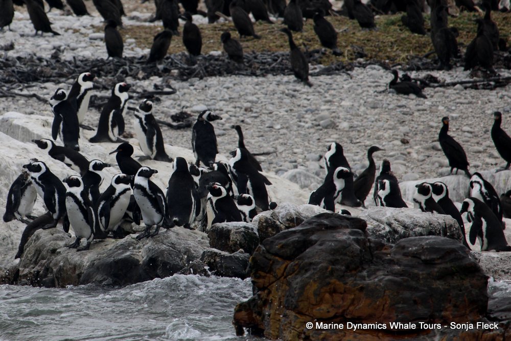 african penguin, whale watching, gansbaai, south africa